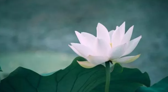 <转>梁冬：人生是“愿力”重要，还是“业力”重要？